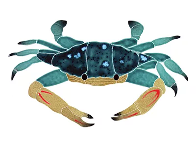 Blue Swimmer Crab – 7 in x 12 in