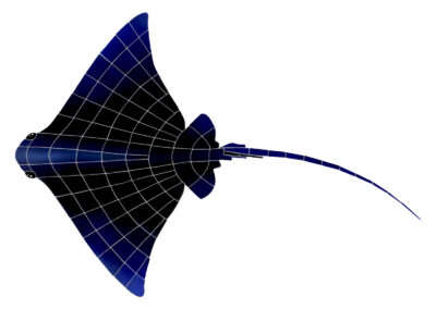 Large Ray – 45×32