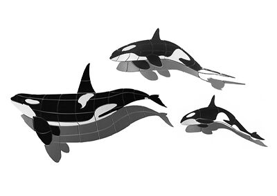 Orca Family